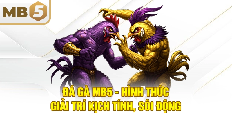 Đá gà MB5 - Hình thức giải trí kịch tính, sôi động